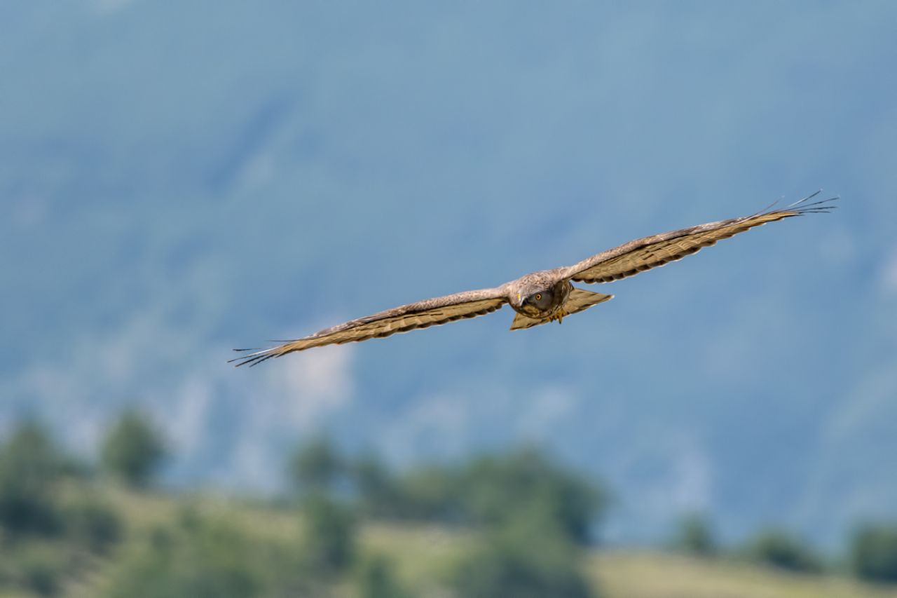Falco pecchiaiolo (Pernis apivorus)